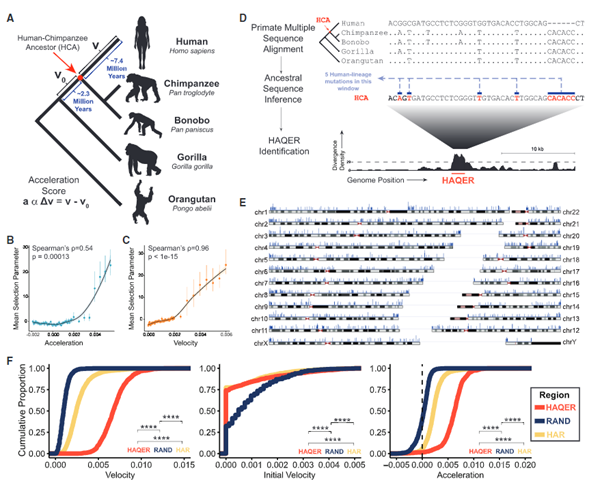 fig1_Adaptive sequence divergence forged new neurodevelopmental enhancers in humans