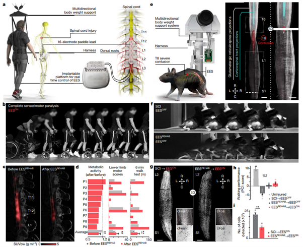 fig1_The neurons that restore walking after paralysis