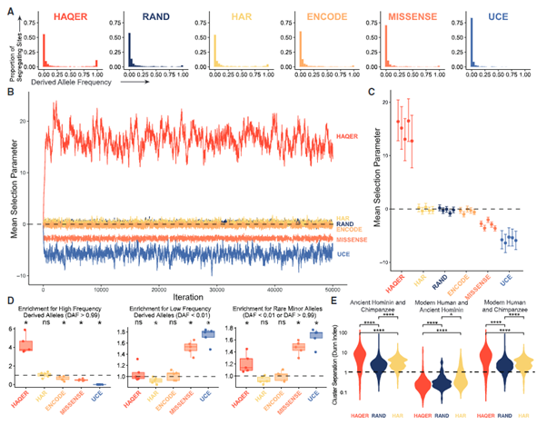 fig2_Adaptive sequence divergence forged new neurodevelopmental enhancers in humans