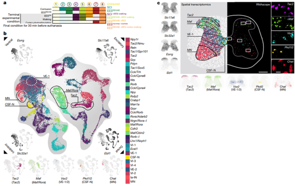 fig2_The neurons that restore walking after paralysis