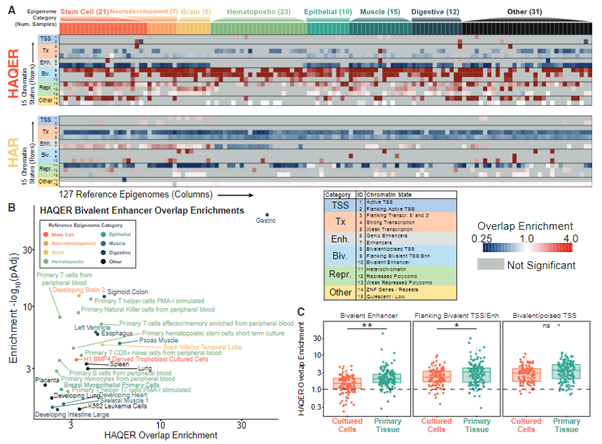 fig3_Adaptive sequence divergence forged new neurodevelopmental enhancers in humans