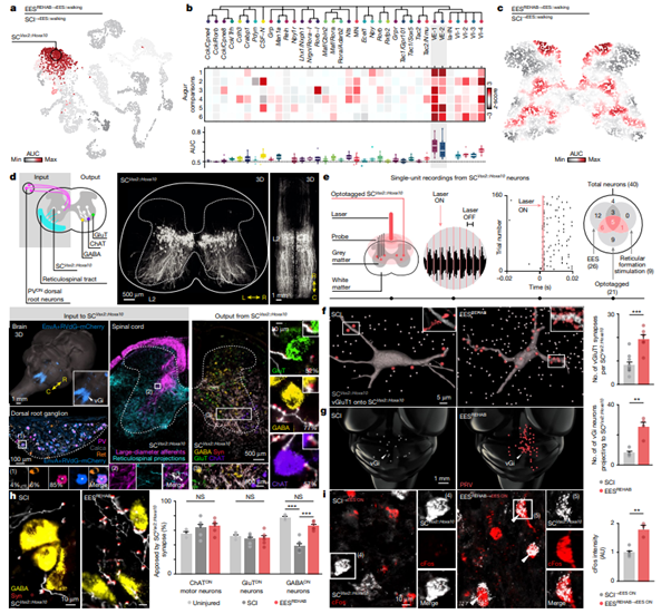 fig3_The neurons that restore walking after paralysis