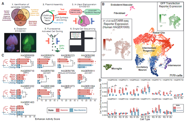 fig4_Adaptive sequence divergence forged new neurodevelopmental enhancers in humans