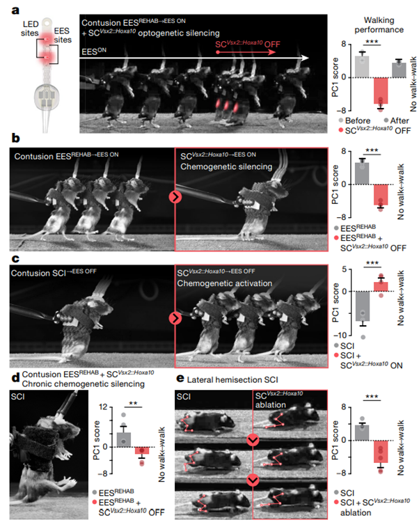 fig4_The neurons that restore walking after paralysis