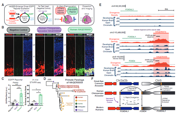 fig5_Adaptive sequence divergence forged new neurodevelopmental enhancers in humans