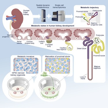 Spatial dynamic metabolomics identifies metabolic cell fate trajectories in human kidney differentiation