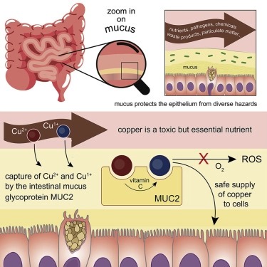 Intestinal mucin is a chaperone of multivalent copper