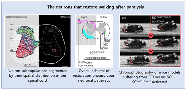 Read more about the article The neurons that restore walking after paralysis