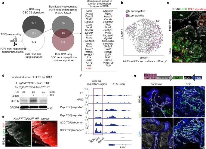 Ras drives malignancy through stem cell crosstalk with the microenvironment