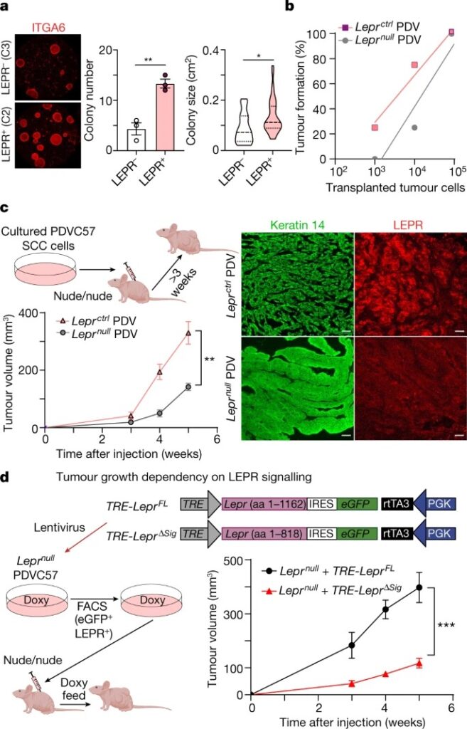 Ras drives malignancy through stem cell crosstalk with the microenvironment