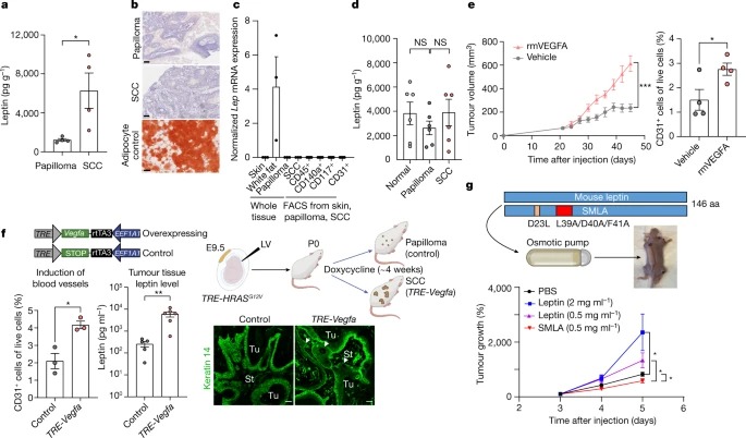 Ras drives malignancy through stem cell crosstalk with the microenvironment