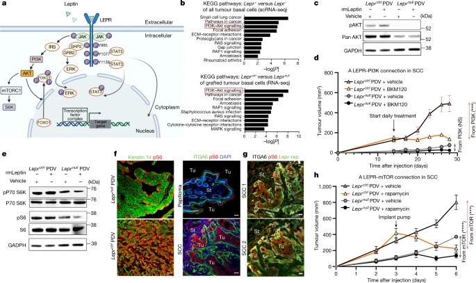 Ras drives malignancy through stem cell crosstalk with the microenvironment