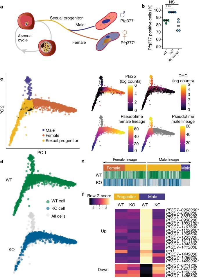 A transcriptional switch controls sex determination in Plasmodium falciparum