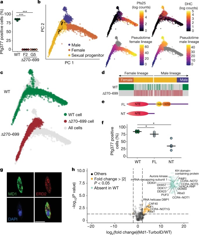 A transcriptional switch controls sex determination in Plasmodium falciparum