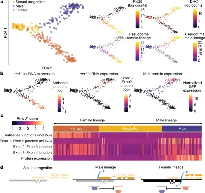 A transcriptional switch controls sex determination in Plasmodium falciparum