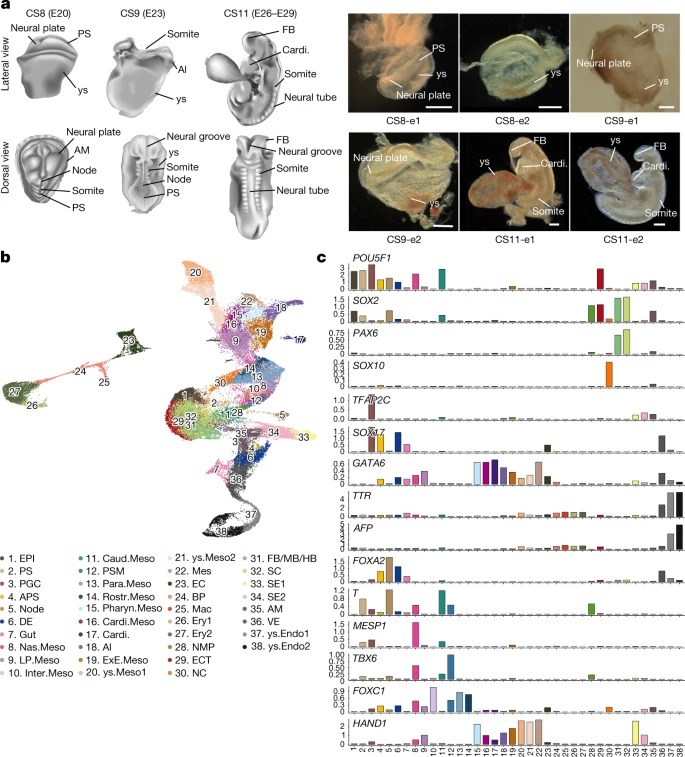 Primate gastrulation and early organogenesis at single-cell resolution