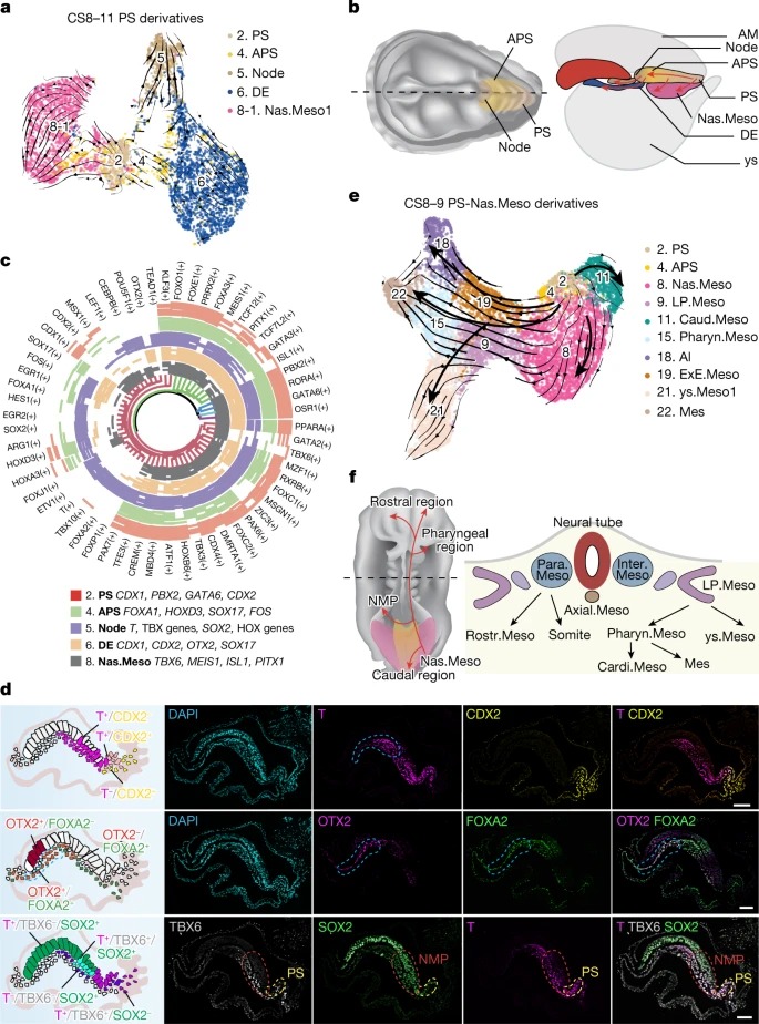 Primate gastrulation and early organogenesis at single-cell resolution