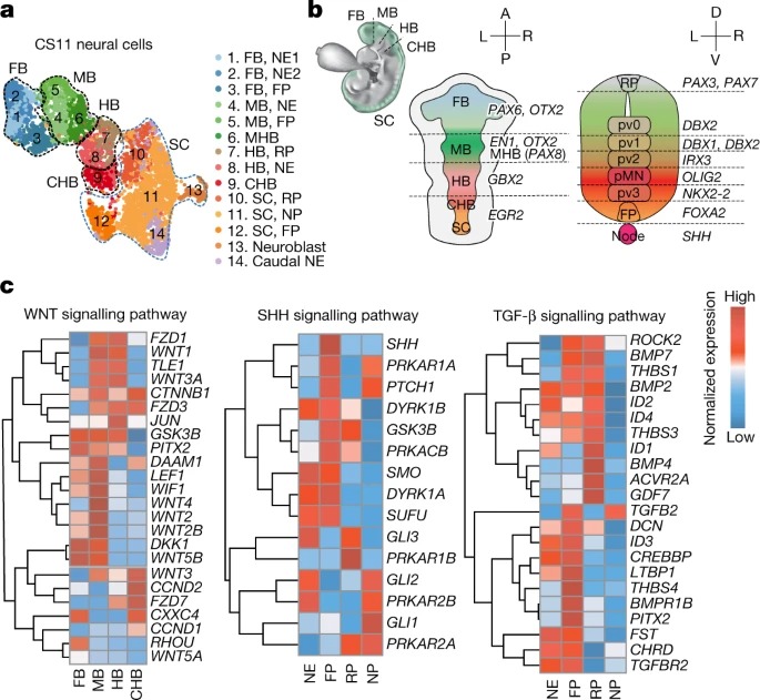 Primate gastrulation and early organogenesis at single-cell resolution