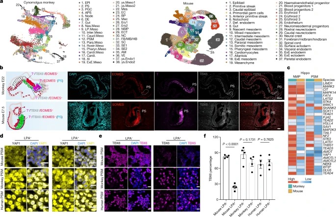 Primate gastrulation and early organogenesis at single-cell resolution