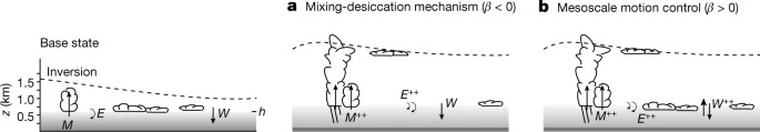 Strong cloud–circulation coupling explains weak trade cumulus feedback