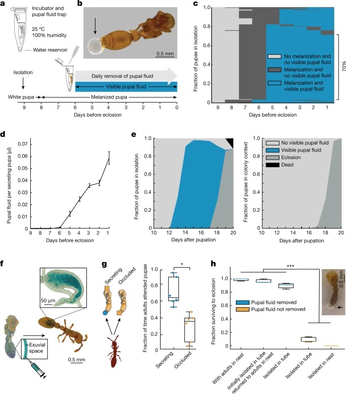 The pupal moulting fluid has evolved social functions in ants