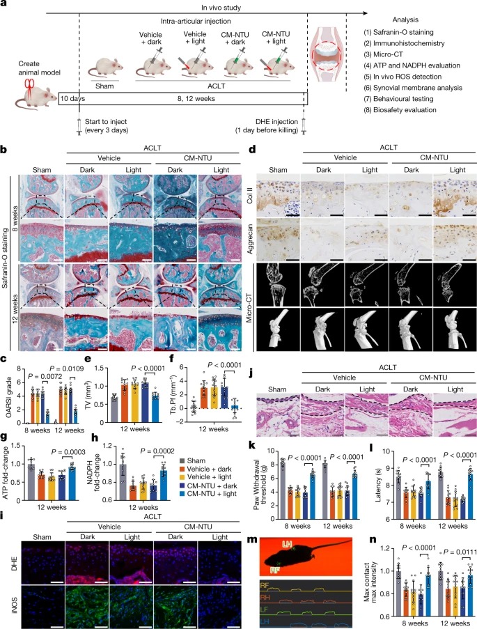 A plant-derived natural photosynthetic system for improving cell anabolism