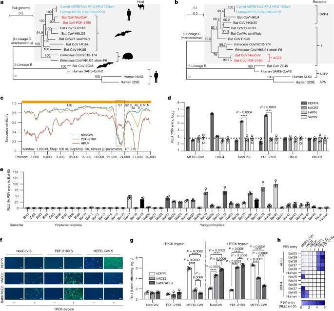 Close relatives of MERS-CoV in bats use ACE2 as their functional receptors