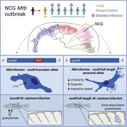 [Abs] An ancestral mycobacterial effector promotes dissemination of infection