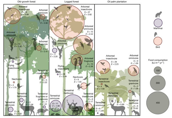 [Abs] Logged tropical forests have amplified and diverse ecosystem energetics