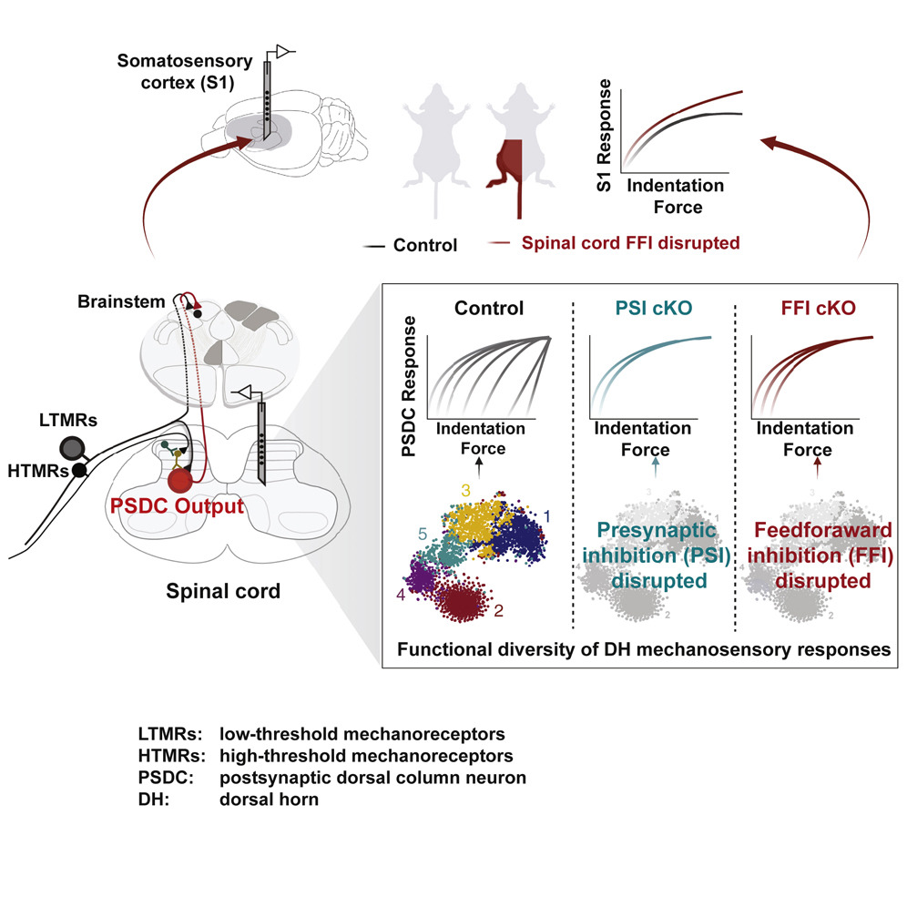 [Abs] Mechanoreceptor signal convergence and transformation in the dorsal horn flexibly shape a diversity of outputs to the brain