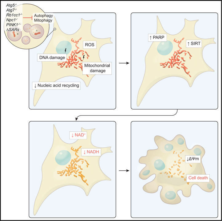 Autophagy promotes cell survival by maintaining NAD levels