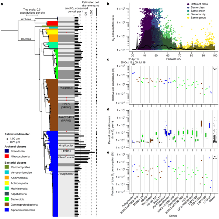 Decoupling of respiration rates and abundance in marine prokaryoplankton