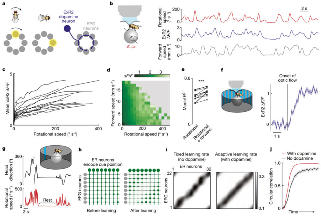 Dopamine promotes head direction plasticity during orienting movements