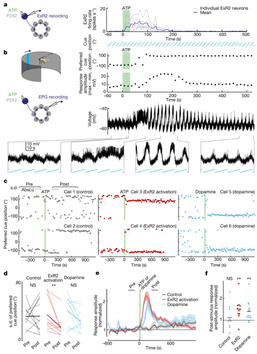 Dopamine promotes head direction plasticity during orienting movements