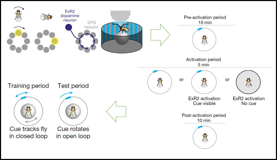 Read more about the article Dopamine promotes head direction plasticity during orienting movements