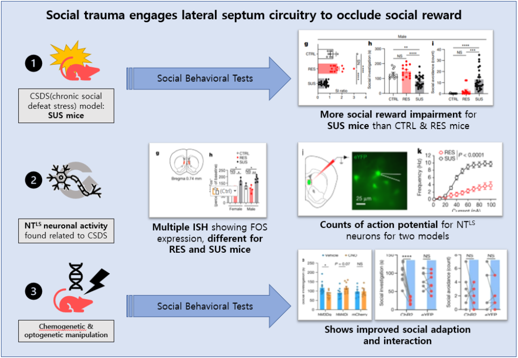 [EzV] Social trauma engages lateral septum circuitry to occlude social reward