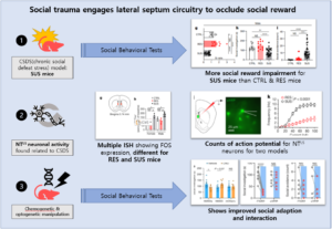 Read more about the article Social trauma engages lateral septum circuitry to occlude social reward