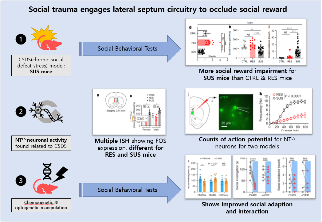 Read more about the article Social trauma engages lateral septum circuitry to occlude social reward