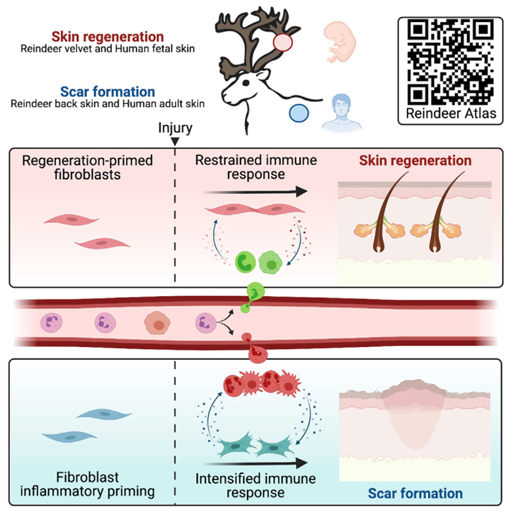 Fibroblast inflammatory priming determines regenerative versus fibrotic skin repair in reindeer