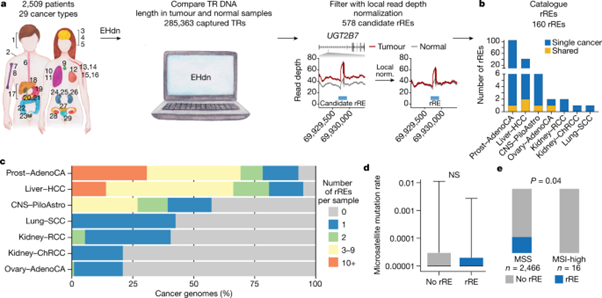 [Fig1] Recurrent repeat expansions in human cancer genomes