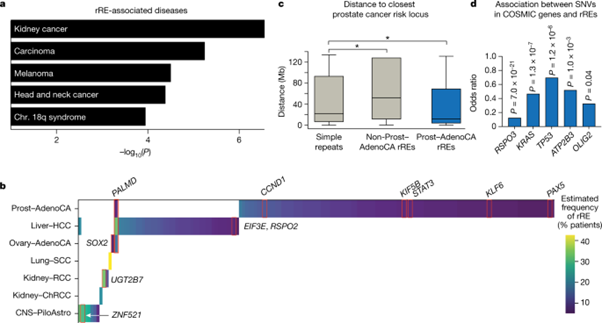 [Fig3] Recurrent repeat expansions in human cancer genomes