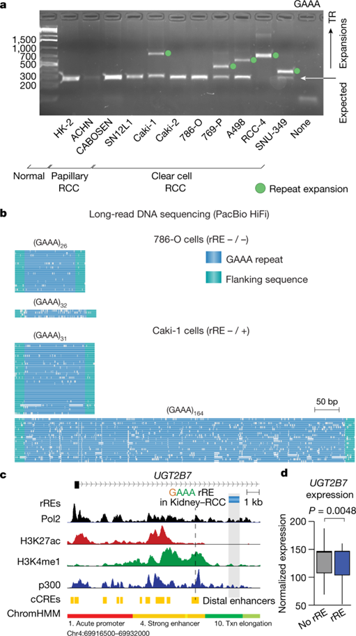 [Fig4] Recurrent repeat expansions in human cancer genomes