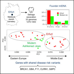 Read more about the article Genome-wide data from medieval German Jews show that the Ashkenazi founder event pre-dated the 14th century