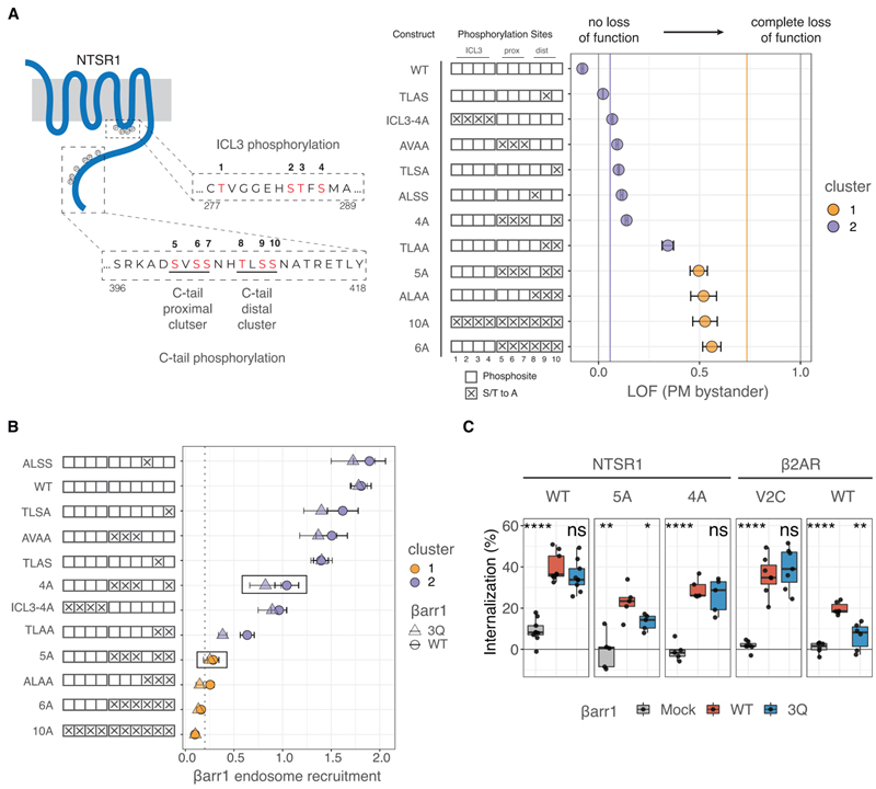 Membrane phosphoinositides regulate GPCR-β-arrestin complex assembly and dynamics