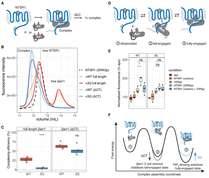 Membrane phosphoinositides regulate GPCR-β-arrestin complex assembly and dynamics