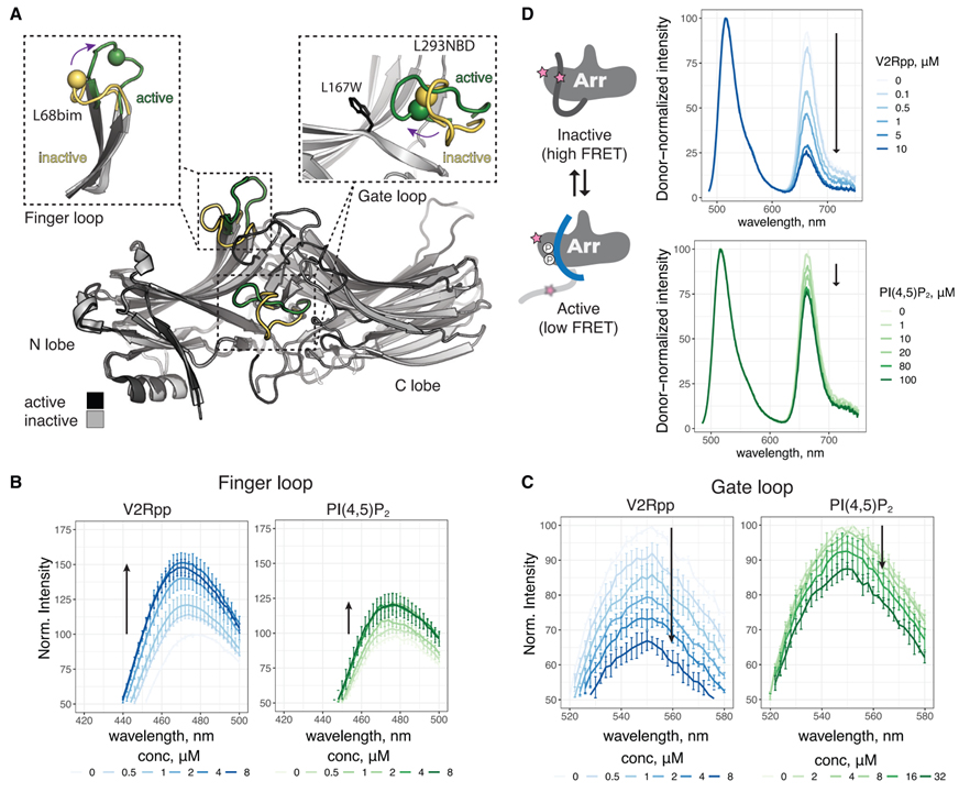 Membrane phosphoinositides regulate GPCR-β-arrestin complex assembly and dynamics