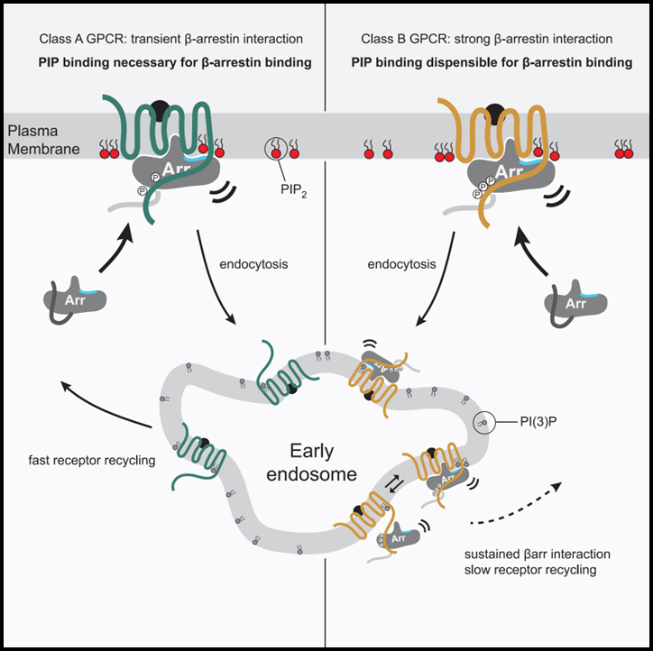 Membrane phosphoinositides regulate GPCR-β-arrestin complex assembly and dynamics