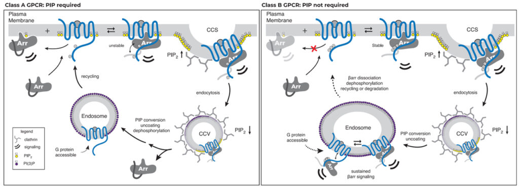 Membrane phosphoinositides regulate GPCR-β-arrestin complex assembly and dynamics