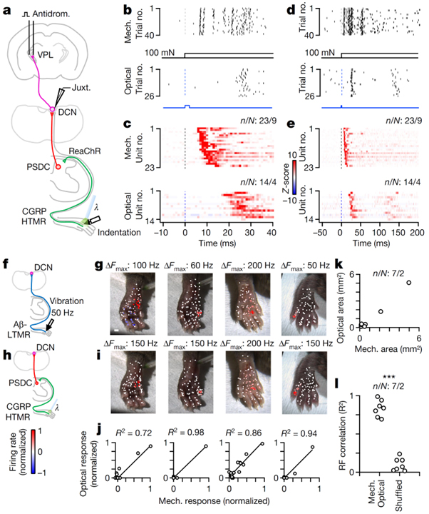 The encoding of touch by somatotopically aligned dorsal column subdivisions