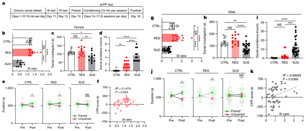 [fig1] Social trauma engages lateral septum circuitry to occlude social reward